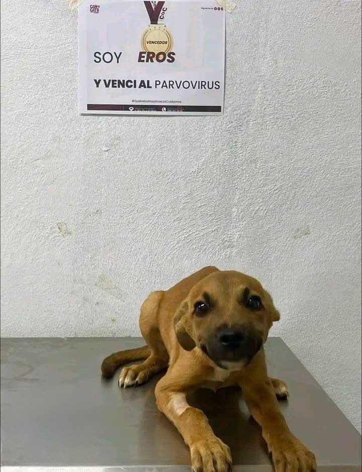 Eres un campeón eros .