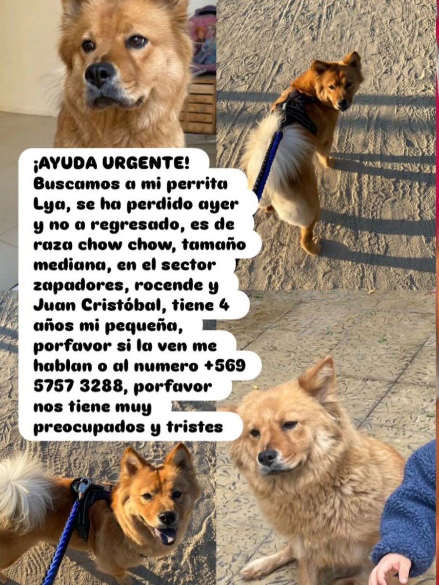 LORE TIN (@todopormiperro) on Twitter photo 