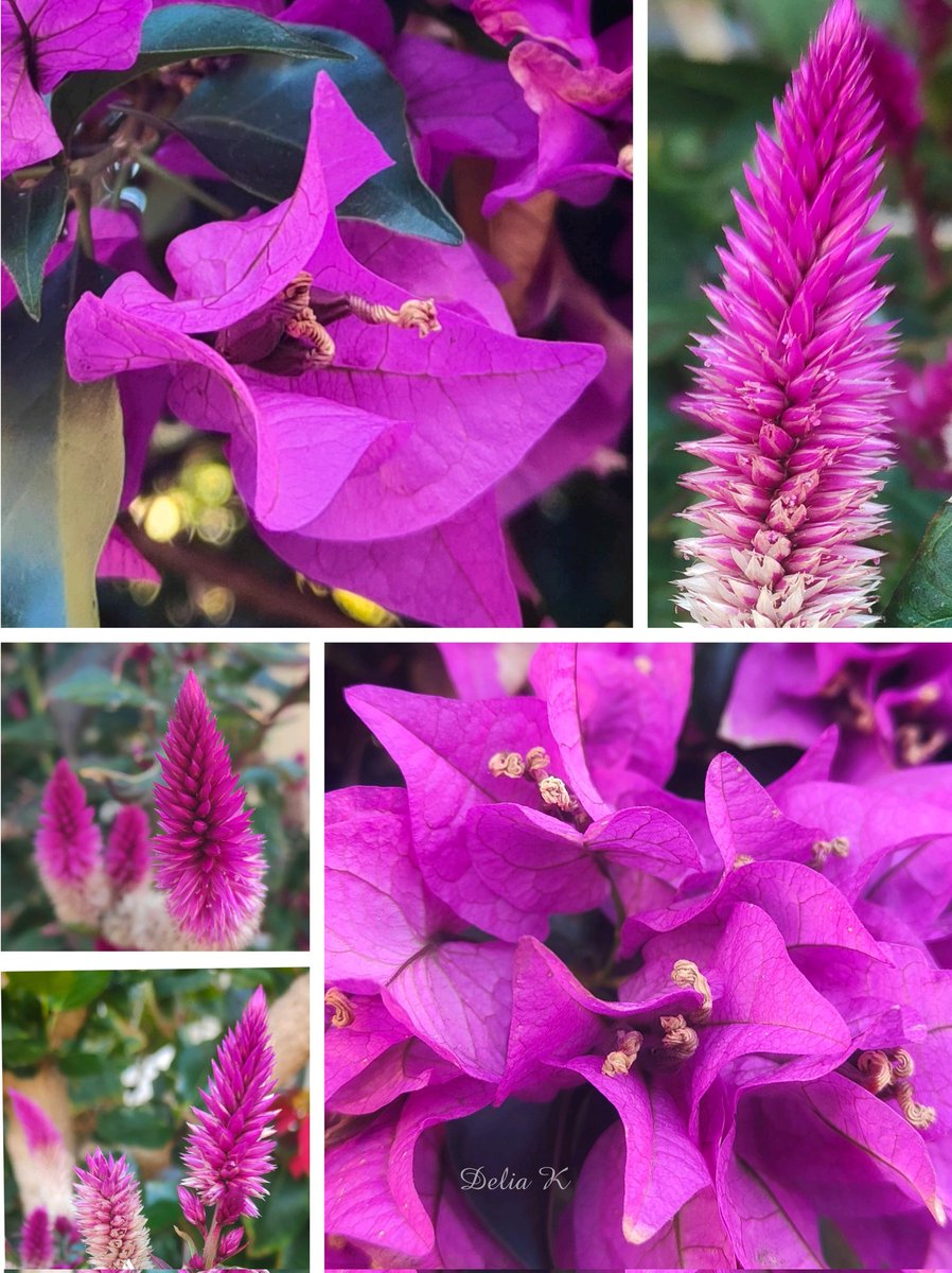 #Loreak #Flores #Fleurs  #Flowers 🌷🌺
#LaGomera #Canarias #IslasCanarias