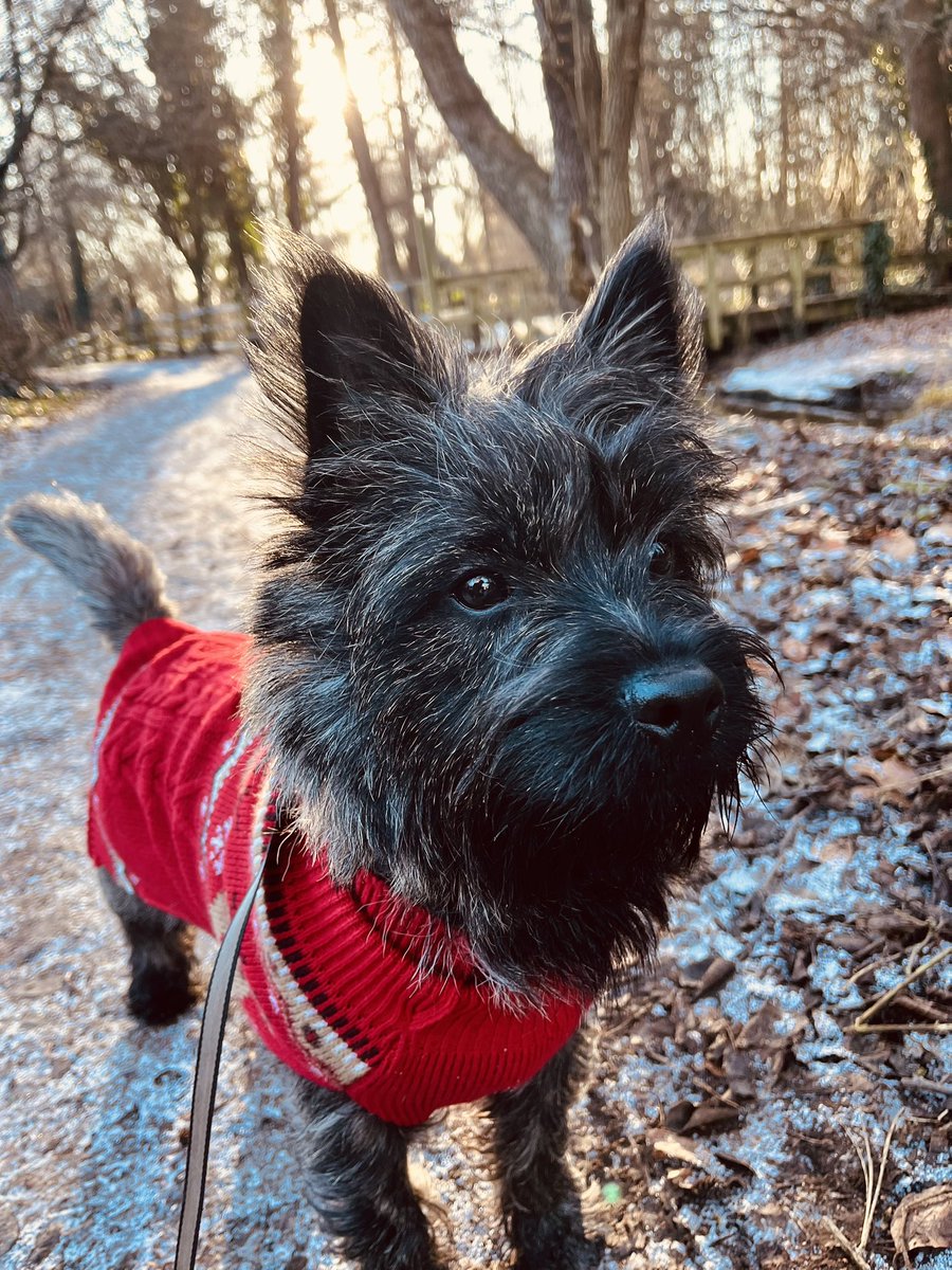 RichardBoland's tweet photo. I think it’s safe to say, Theo is a snow dog through and through 🐶 ❄️ https://t.co/bvkjYRx5jQ