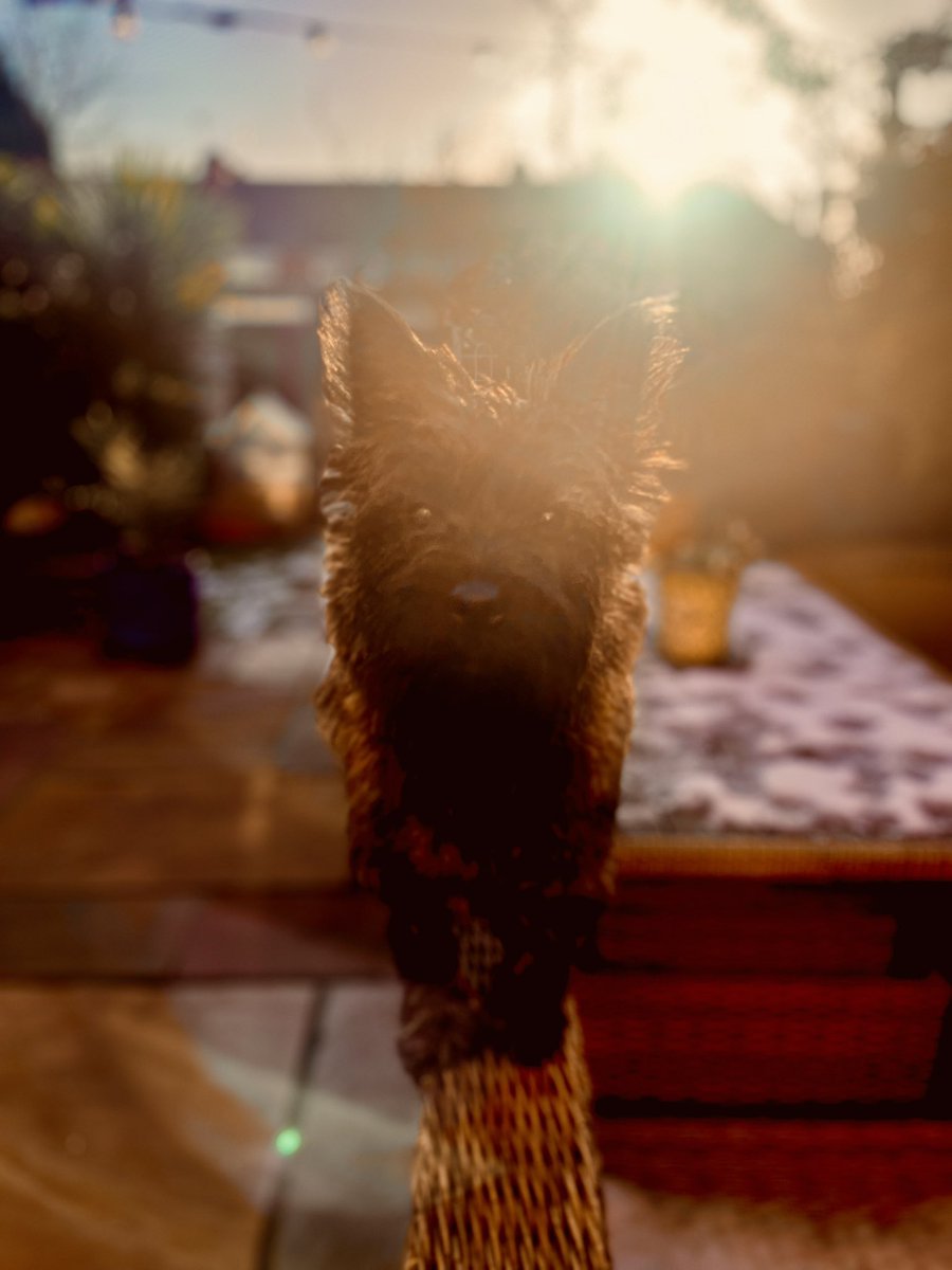 I think it’s safe to say, Theo is a snow dog through and through 🐶 ❄️