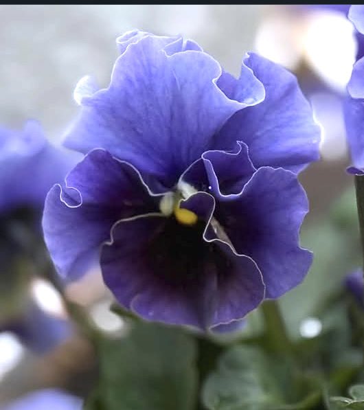 と✨ ✨し 💚💚good morning X✨ ✨X ✨✨✨ポチッと❣️ さんに✨good