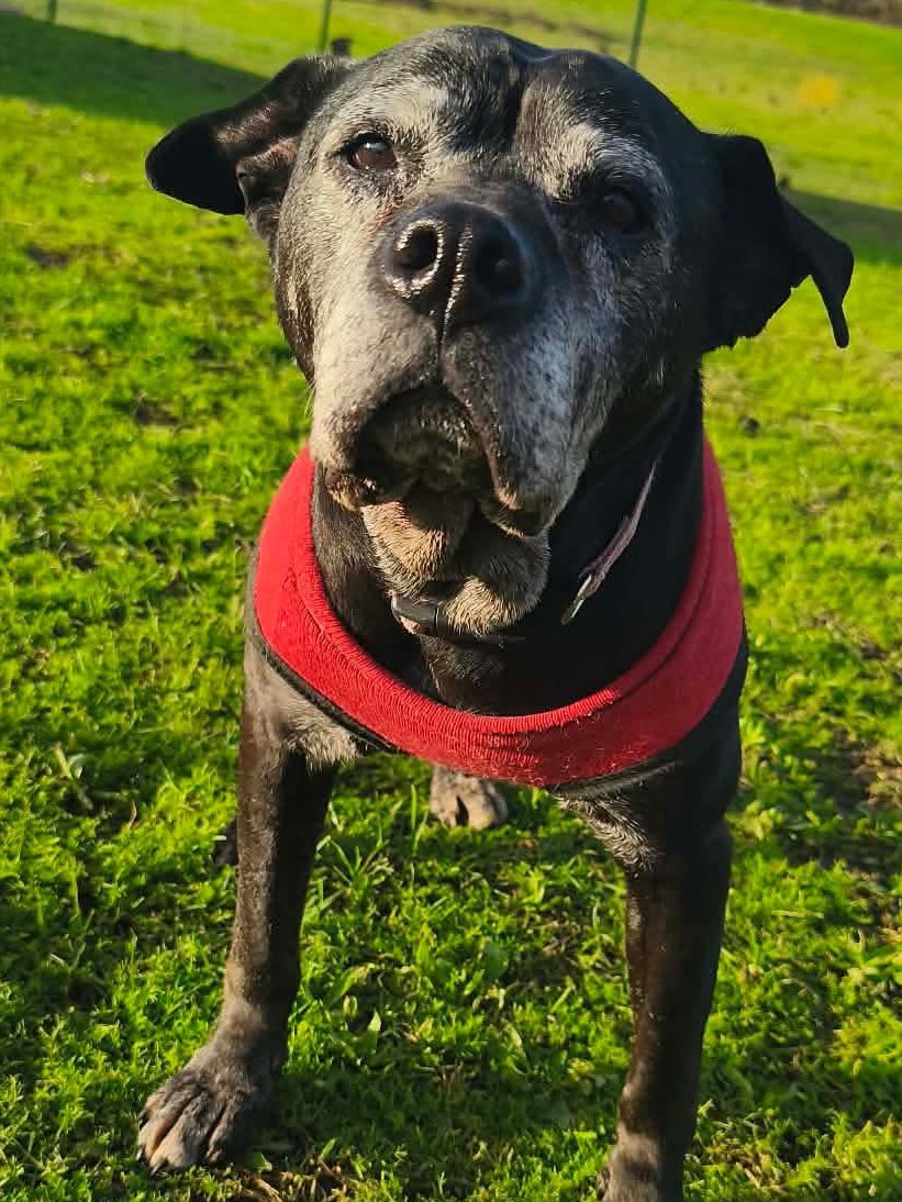 ¡SIRIN MERECE UN HOGAR ¡
Difundir a todos les pido,
Para que esta abuelita no quede en el olvido, 
En su mirada hay tanta inocencia, 
No merece morir sola en una residencia,  
Apta para buena gente, 
Que respete a un ser sintiente
#ACoruña (Padrón) (14 años) 
📞696 69 39 71