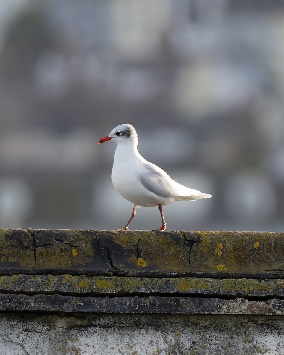 Wild_WithJon's tweet photo. Brixham breakwater - Purple Sandpiper, Common Gull, Kittiwake, Mediterranean Gull, Gannet, Rock Pippit, Great black-backed Gull, Lesser black-backed gull, Turnstone, Cormorant. https://t.co/bHDRtBnfGi