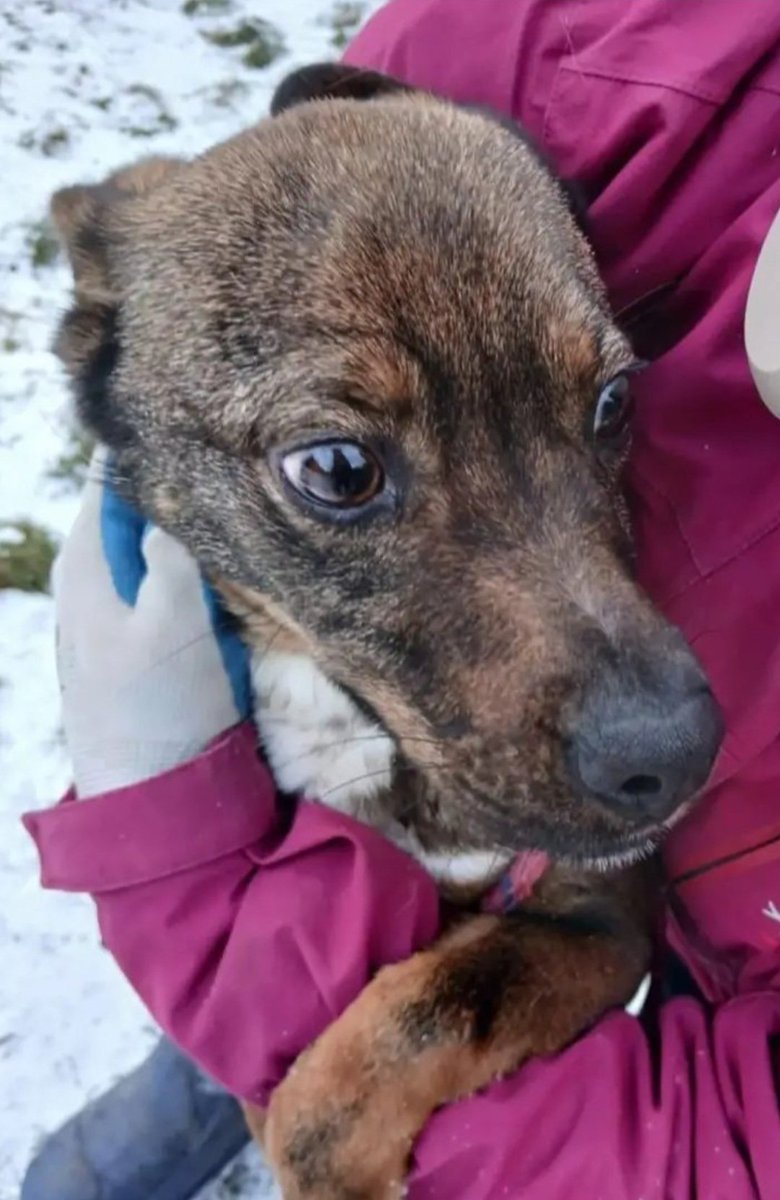 PP_now's tweet image. Bardzo pilne!!❗️❗️❗️
Schronisko kocham psisko pod Radomiem - pieski zamarzają!

Jest ich tam około 200.

Potrzebni dobrzy ludzie, którzy wezmą psiaka do domu - choćby tylko na te największe mrozy.

Na zdjęciu 1 z nich - Błażej. ❤️❤️❤️