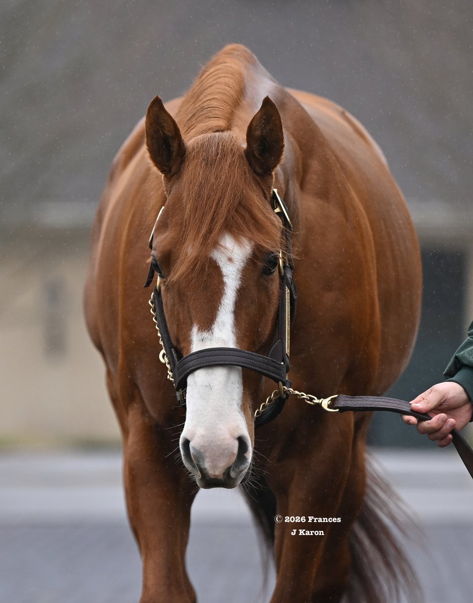 francesjkaron's tweet photo. Carl Spackler, one of 157 SWs by 🔥 Lope de Vega (€200,000 fee), is new to @LanesEndFarms for $15,000.

No NoHem-bred progeny of Lope de Vega has won more G1s than Carl (3), and though he's the 1st Lope at stud in N.A., it's promising that another son has G1SW Gold Phoenix here. https://t.co/GF00oYcT2r