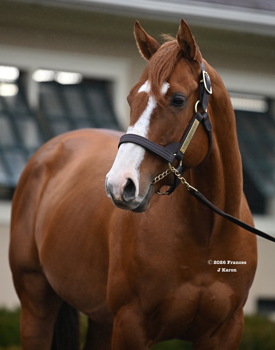 francesjkaron's tweet photo. Carl Spackler, one of 157 SWs by 🔥 Lope de Vega (€200,000 fee), is new to @LanesEndFarms for $15,000.

No NoHem-bred progeny of Lope de Vega has won more G1s than Carl (3), and though he's the 1st Lope at stud in N.A., it's promising that another son has G1SW Gold Phoenix here. https://t.co/GF00oYcT2r