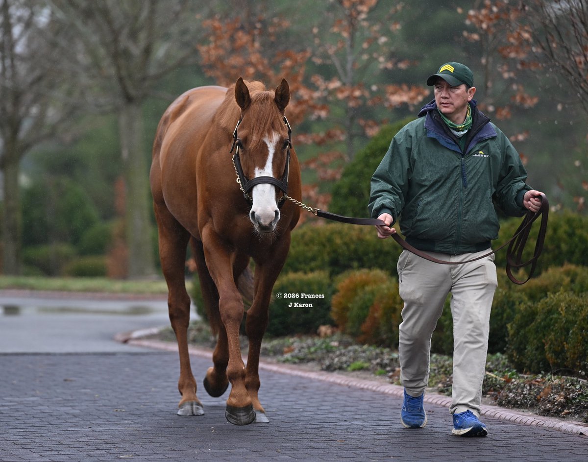francesjkaron's tweet photo. Carl Spackler, one of 157 SWs by 🔥 Lope de Vega (€200,000 fee), is new to @LanesEndFarms for $15,000.

No NoHem-bred progeny of Lope de Vega has won more G1s than Carl (3), and though he's the 1st Lope at stud in N.A., it's promising that another son has G1SW Gold Phoenix here. https://t.co/GF00oYcT2r