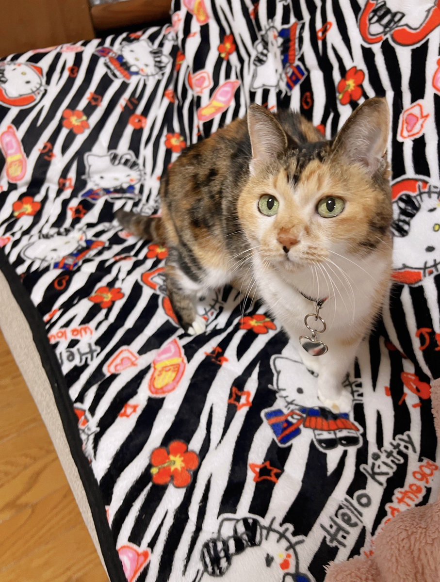 Post by あめちゃん🐱 on X: 🐱