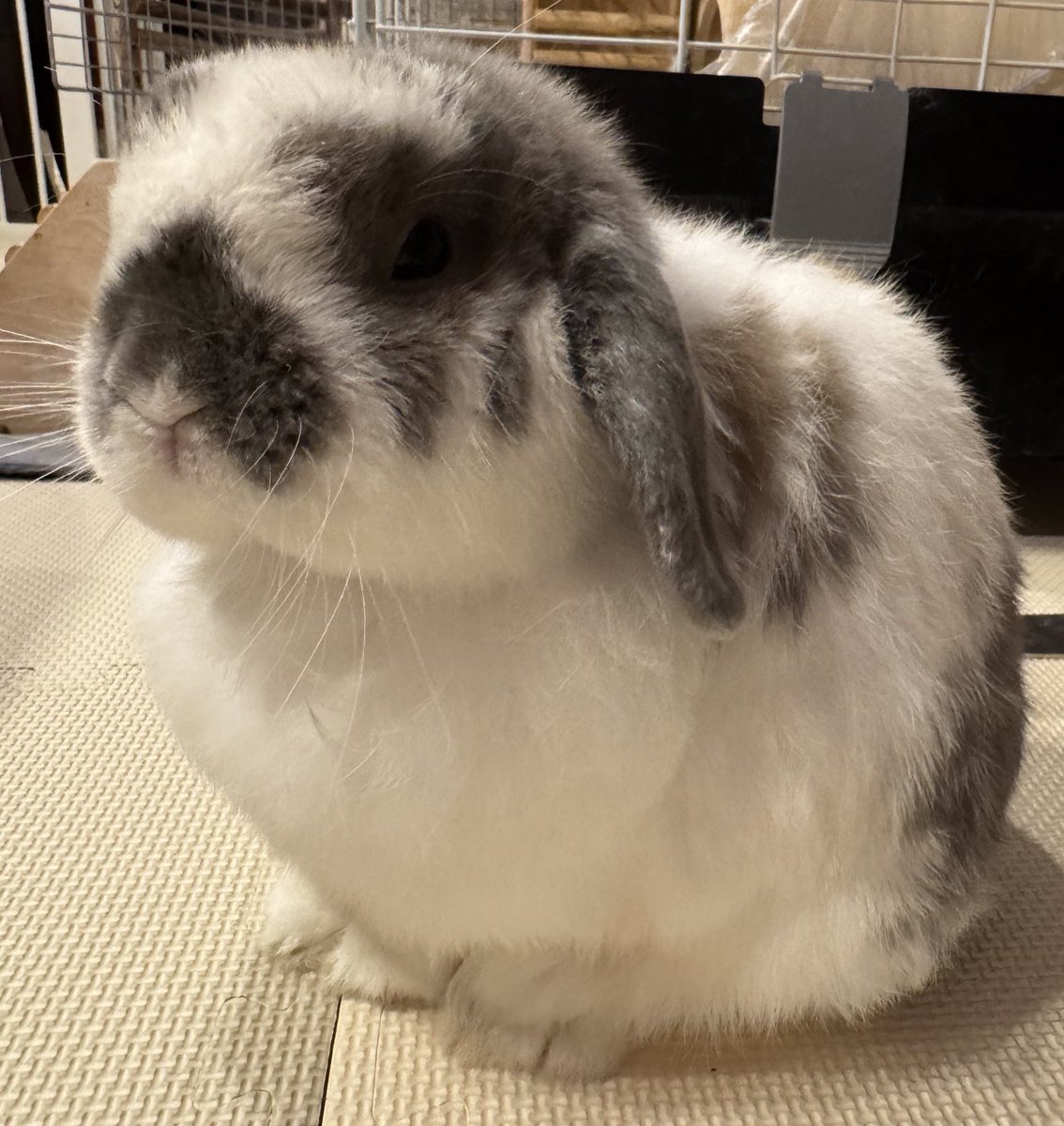 おそばちゃんおはよう(*´꒳`*) いつもまるくて可愛いのに今日