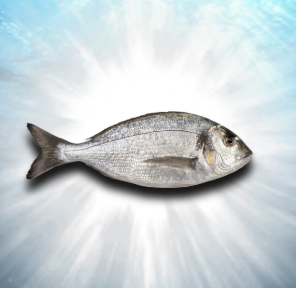 mir4klu's tweet photo. There’s an old saying which some of you may or may not know 

But it goes like this 

Give a man a fish and he’ll eat for a day, teach a man how to fish and he’ll eat for life 

The same goes for meme coins 

Shill someone one coin and yeah they’ll make some p 

But teach them how to find runners and the method to buying the right coins consistently and they’ll make generational wealth 

$Fish - Fish Coin isn’t just a random slop deploy 

It’s a metaphorical example of what the trenches need right now