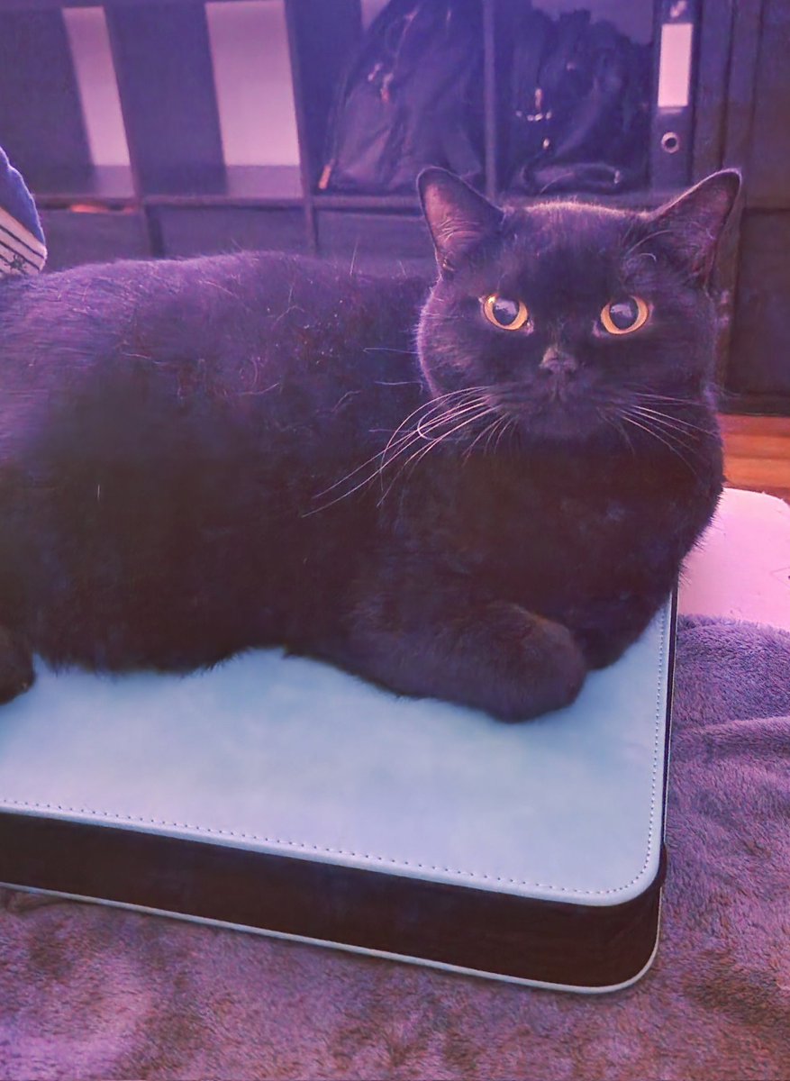 Magnus said no more looking at trading cards tonight 🤷‍♂️