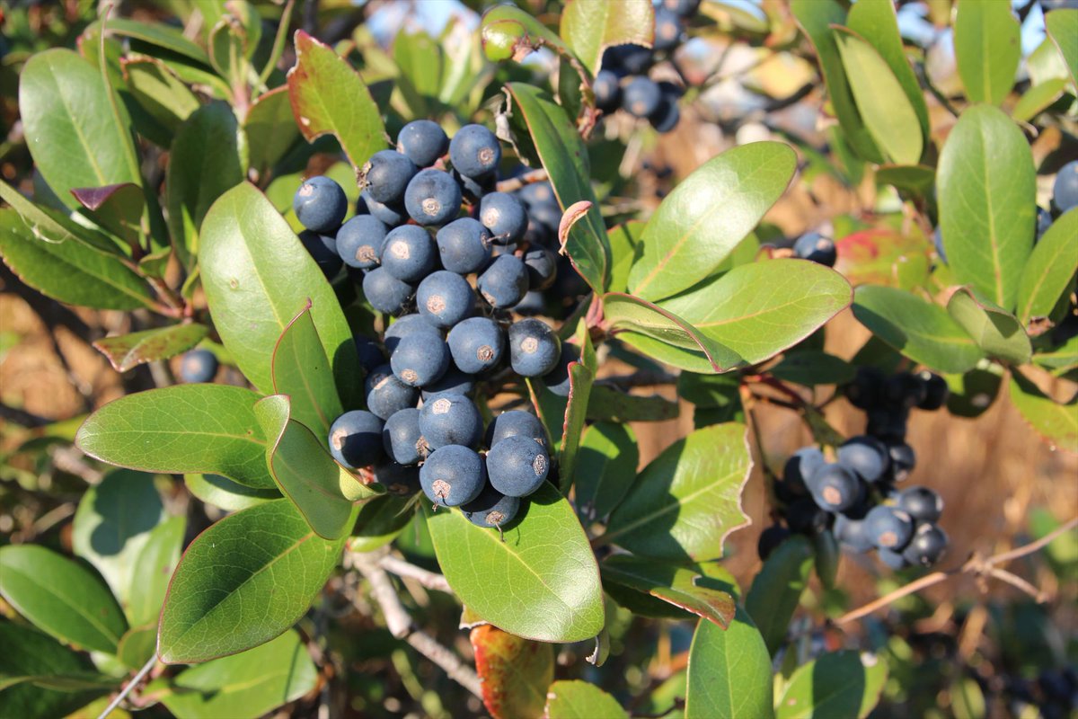 シャリンバイ（車輪梅）
　花言葉：そよ風の心地よさ

寒い朝です　おはようございます！
強烈な寒波での暴風や暴風雪にご注意下さい
平穏な日曜になりますように🙂