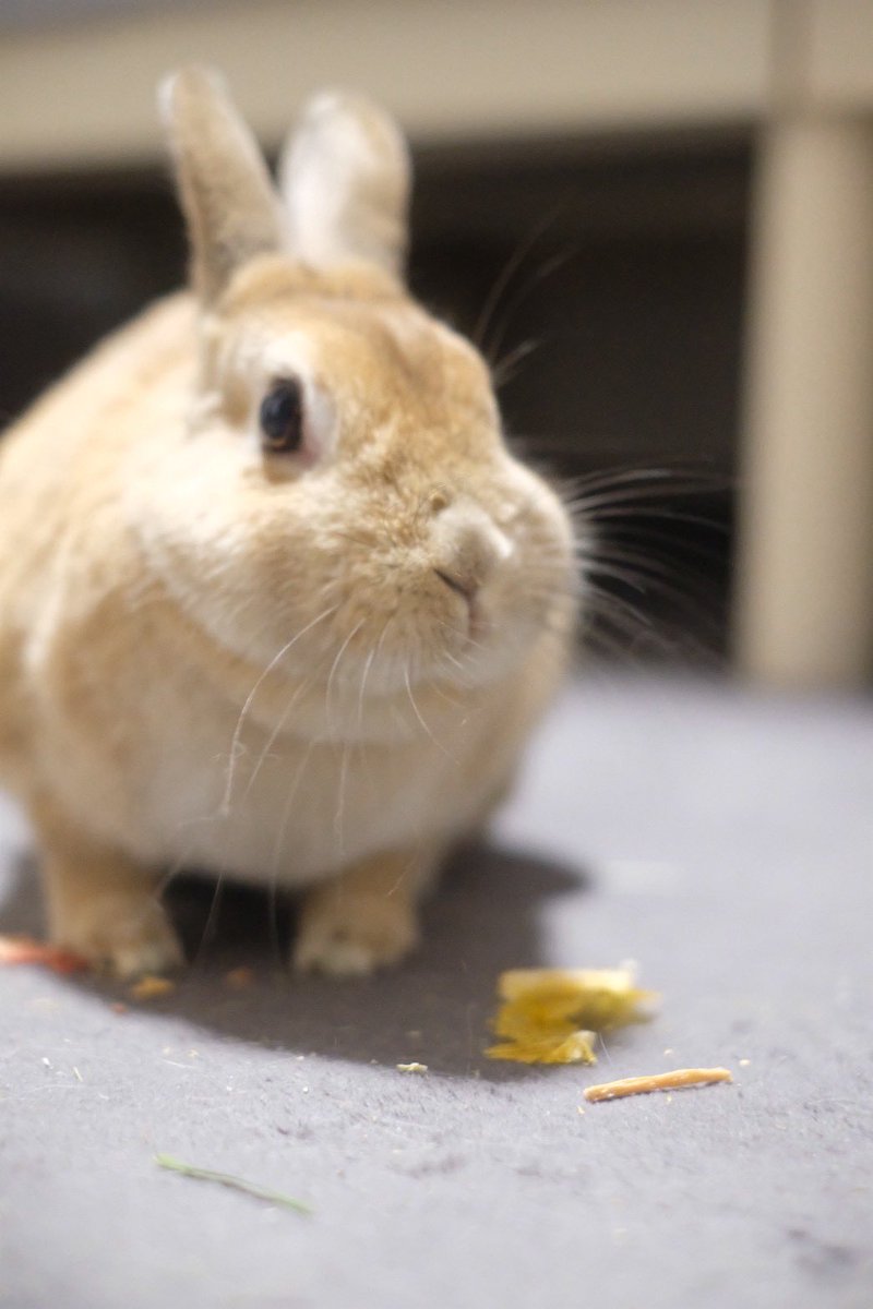 6歳の誕生日おめでとう🎉🎊💐👏♥️
世界一可愛い、愛してるよ～～～！！
6歳になってもまだまだお転婆、ずっと元気でいてね