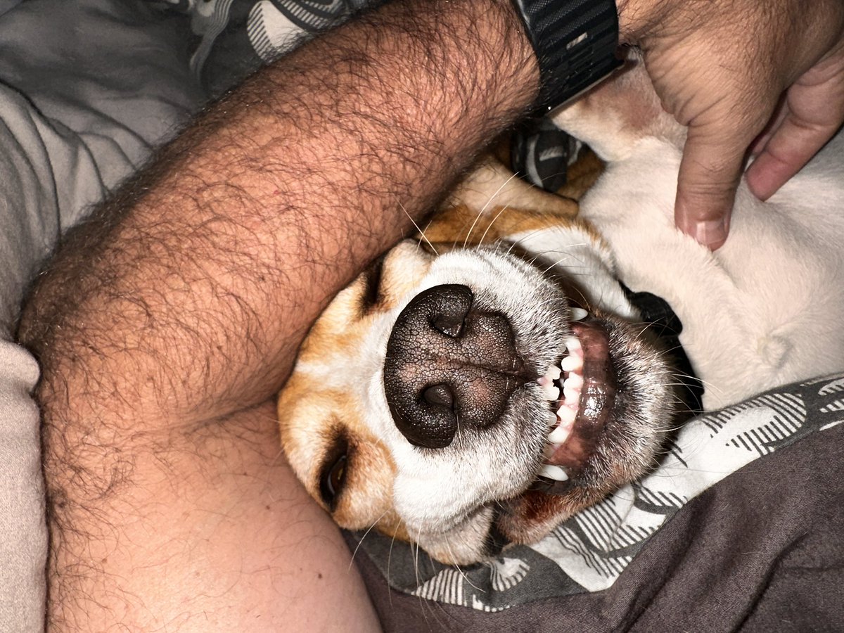 Mudskipper_76's tweet image. The face of the dog that snuck into bed without waking us up.🤣 #beagle #dogsofX #funnydog