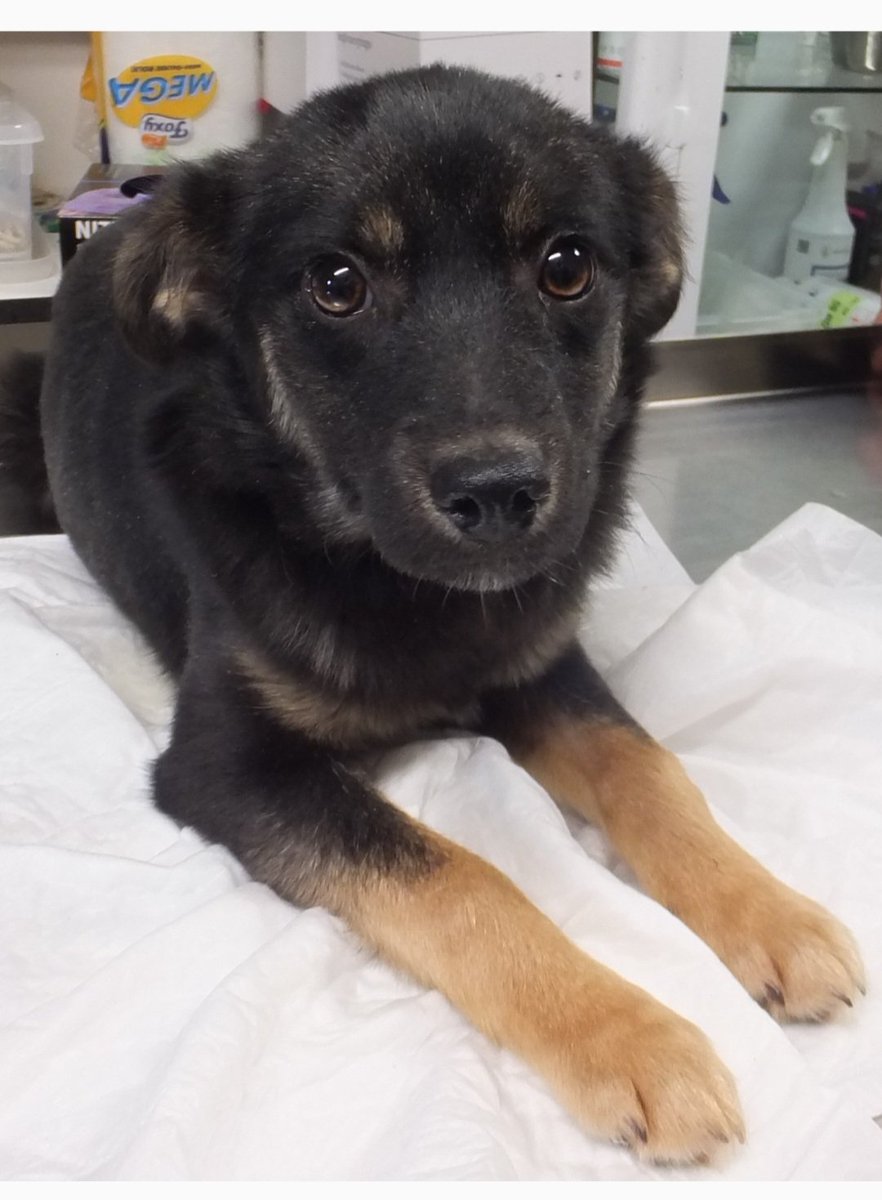 PP_now's tweet image. W schronisku w #Sobolew (pomiędzy Warszawą, a Lublinem) bez wolontariatu I spacerów pieski też bardzo marzną.
I pilnie szukają kochających,  ciepłych domów. 
Są tam też szczeniaki - jak Ginga. ❤️❤️❤️

schroniskosobolew.pl/index.php/psy-…