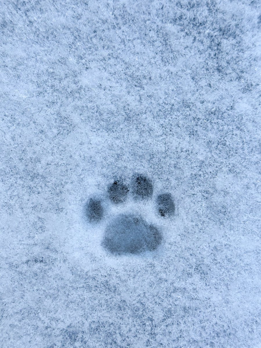 ぺこ (@blessing_peco) / Posts / X