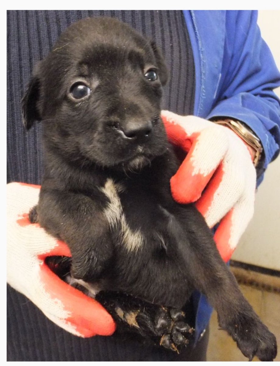 PP_now's tweet image. W schronisku w #Sobolew (pomiędzy Warszawą, a Lublinem) bez wolontariatu I spacerów pieski też bardzo marzną.
I pilnie szukają kochających,  ciepłych domów. 
Są tam też szczeniaki - jak Lilaróż. ❤️❤️❤️

schroniskosobolew.pl/index.php/psy-…