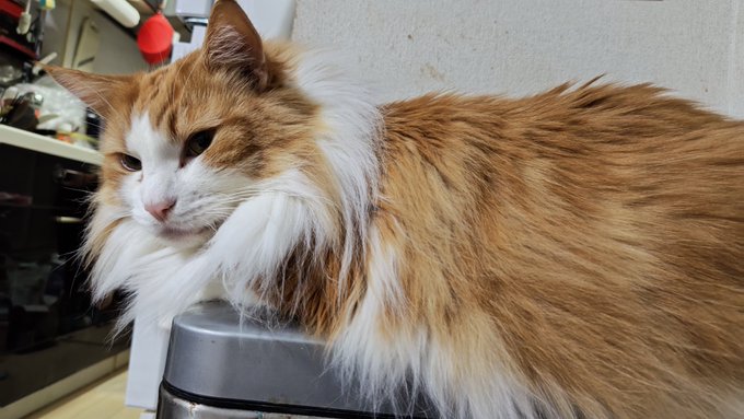 悲報、ゴミが捨てられない 