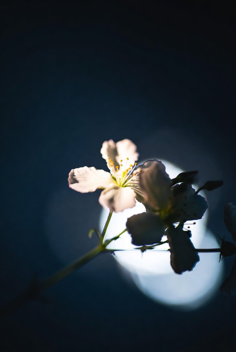 voidserenity's tweet image. Less is more means choosing what stays.
What one thing do you intentionally keep in your day for serenity?