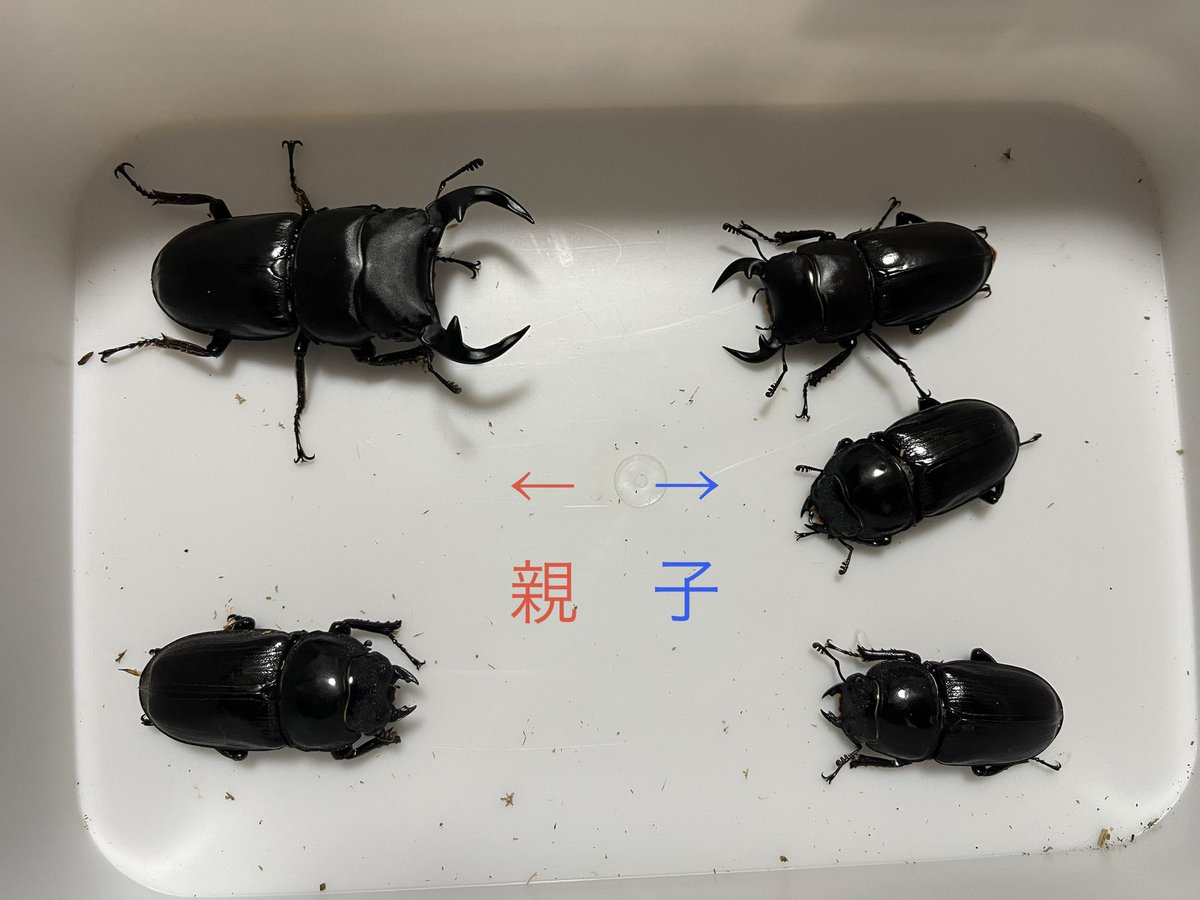 グランディスオオクワガタの飼育方法｜ペアリングから幼虫管理まで 