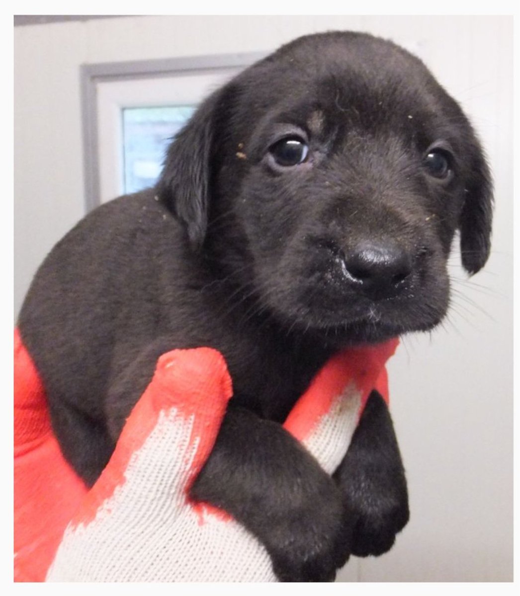 PP_now's tweet image. W schronisku w #Sobolew (pomiędzy Warszawą, a Lublinem) bez wolontariatu I spacerów pieski też bardzo marzną.
I pilnie szukają kochających,  ciepłych domów. 
Są tam też szczeniaki - jak Lewa ❤️❤️❤️

schroniskosobolew.pl/index.php/psy-…