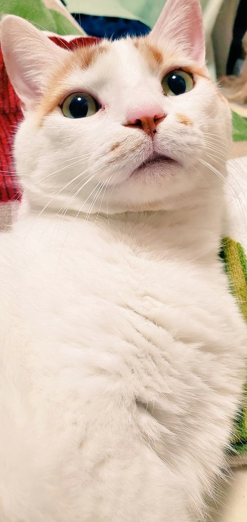 みーちゃん (@pon3767) / Posts / X