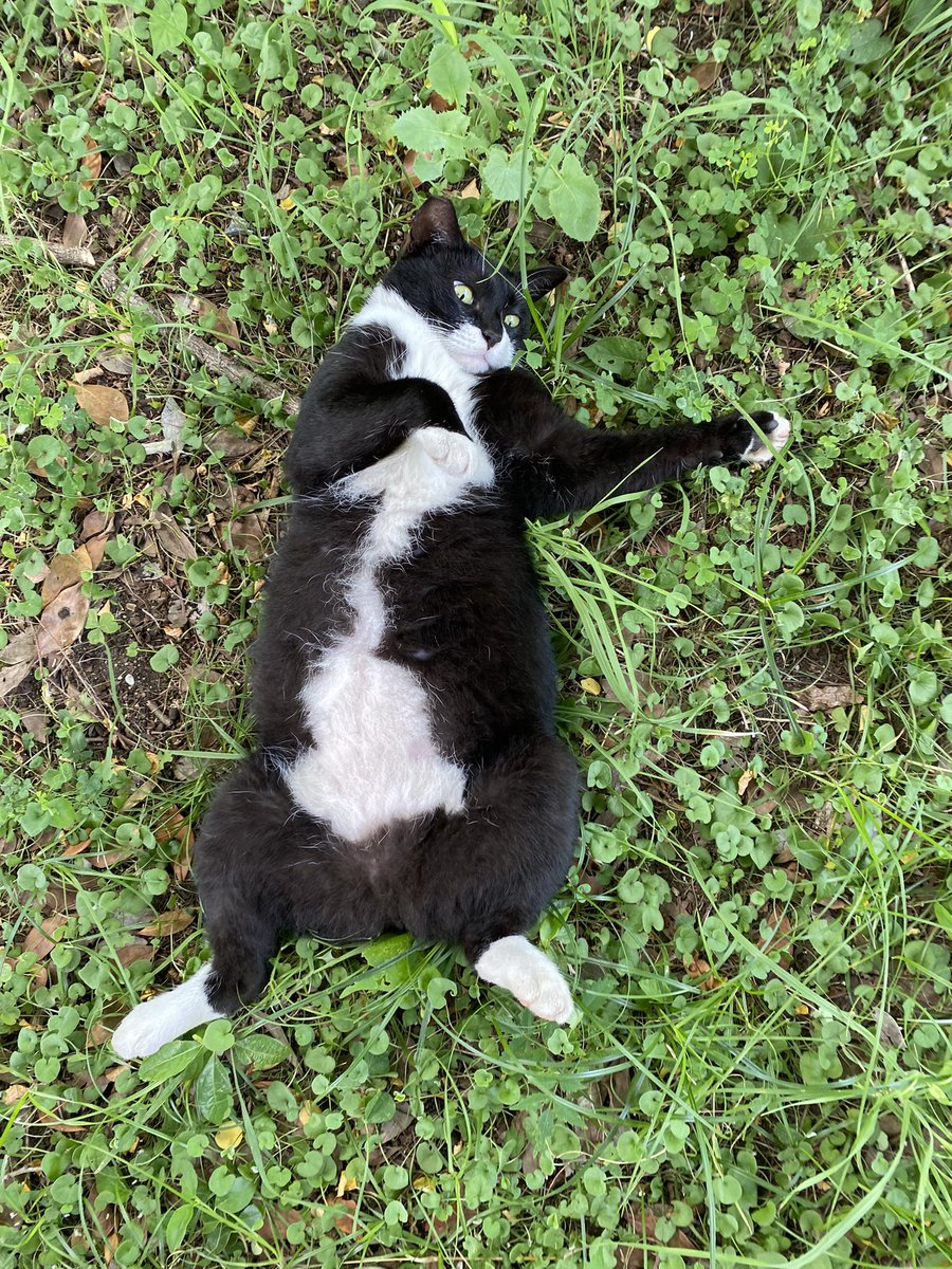 にゃん太郎 (@nyannyan__taro) / Posts / X