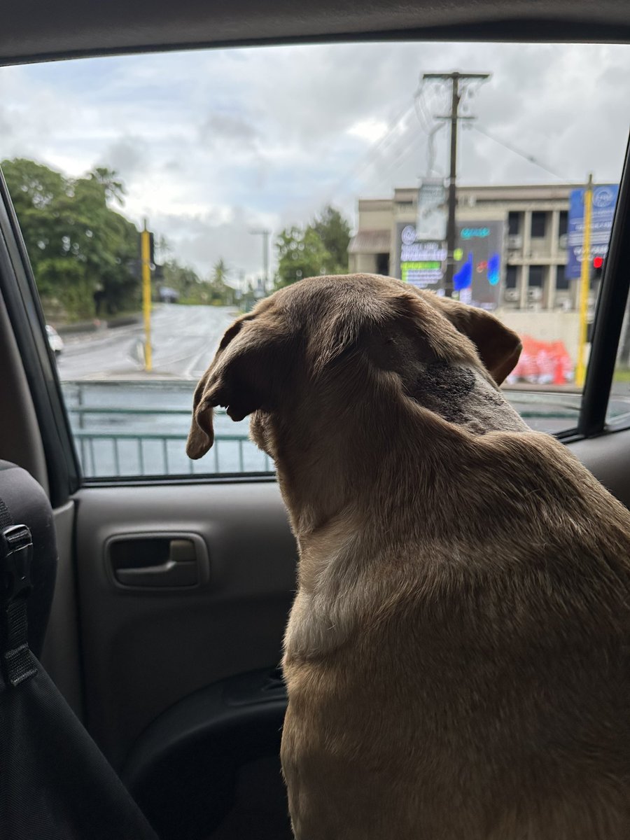 Fiji Furbabies tweet media
