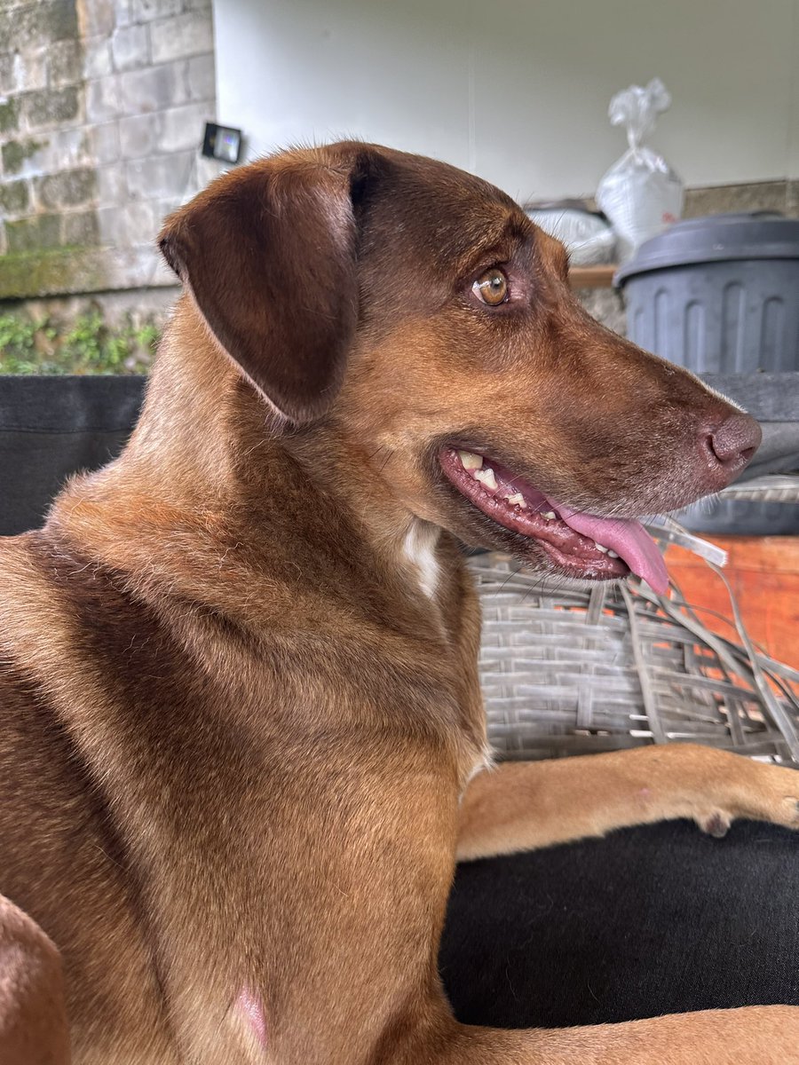 Fiji Furbabies tweet media