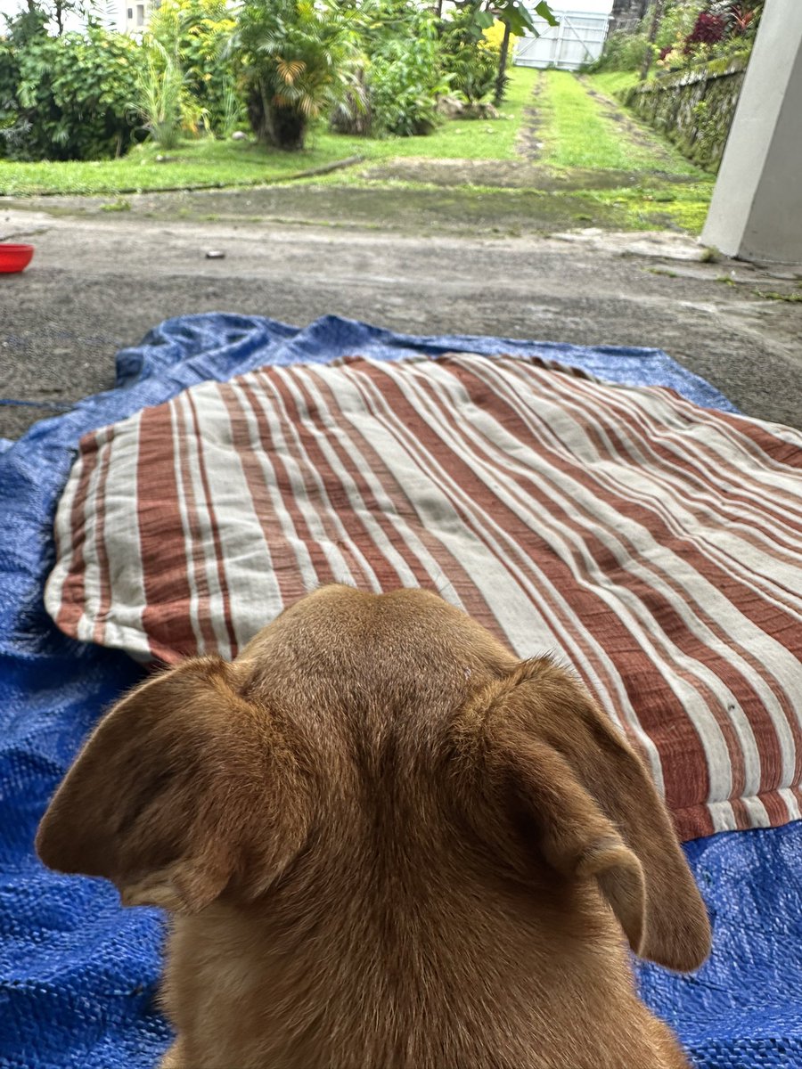 Fiji Furbabies tweet media