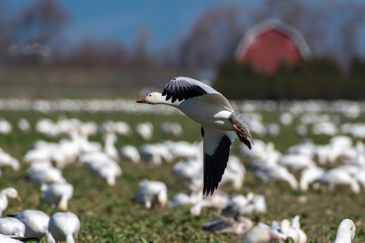 visitskagit's tweet photo. Bird lovers, nature enthusiasts, and weekend wanderers—mark your calendars! 🦅🦢🌿
The La Conner Birding Festival returns January 24–25th 2026, and it’s the perfect excuse to slow down, look up, and experience the magic of Skagit Valley!

#MagicSkagit #PNWBirds #LaConnerWA https://t.co/vKFYjiTTSw