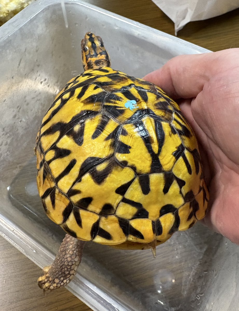 安心線もこの通り
甲が成長してくれると安定安心ですね😌

#トウブハコガメ