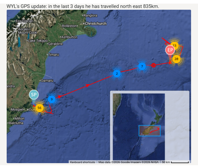 RoyalAlbatrossCam tweet media