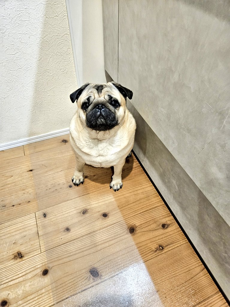 ぽんずくん tweet media