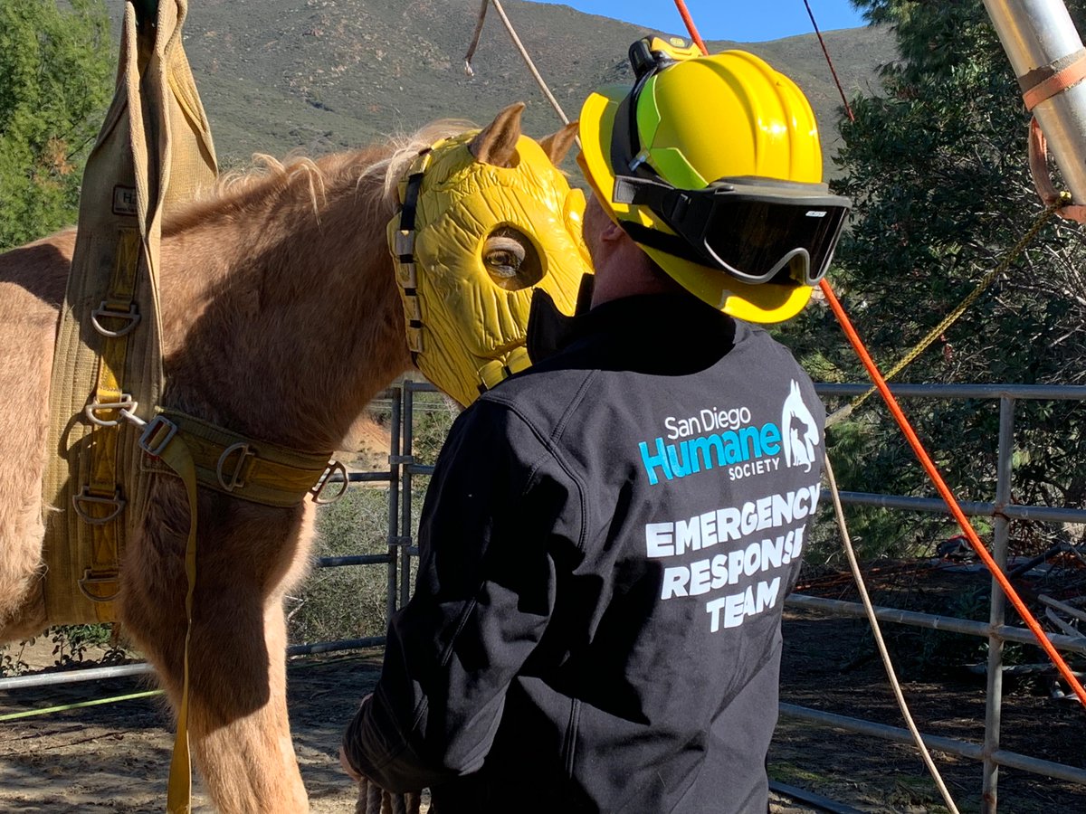 San Diego Humane Society tweet media