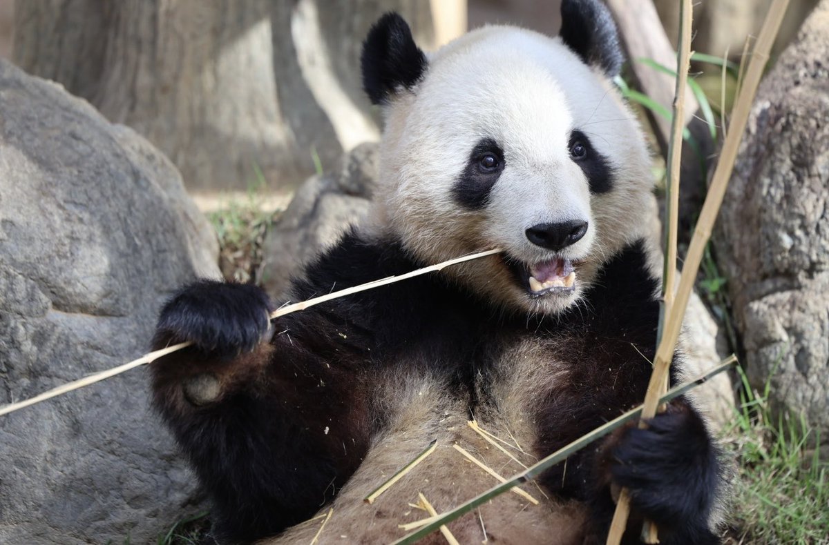 おはようございます☀️惚れ惚れするかわいさのシャオくん🥰心穏やかに🙂（📷2024.10.31）#ジャイアントパンダ　#パンダ　#上野動物園  #シャオシャオ