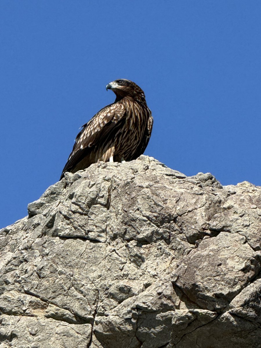 旧マサライコネン7（アカウント乗っ取られた tweet media