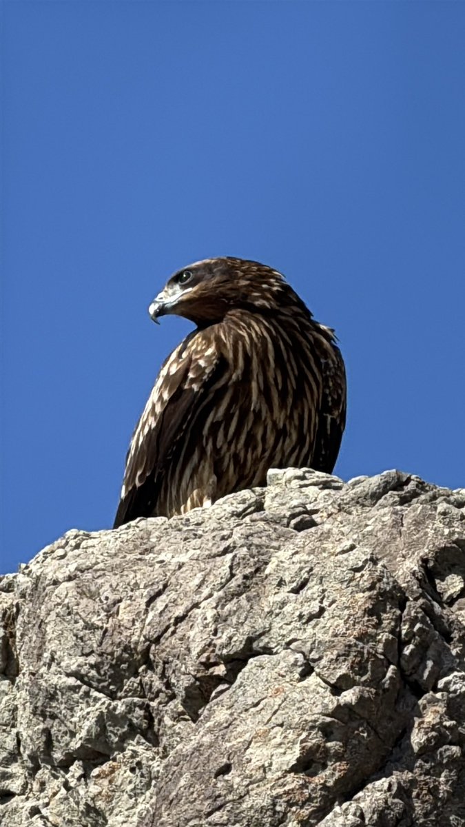 旧マサライコネン7（アカウント乗っ取られた tweet media