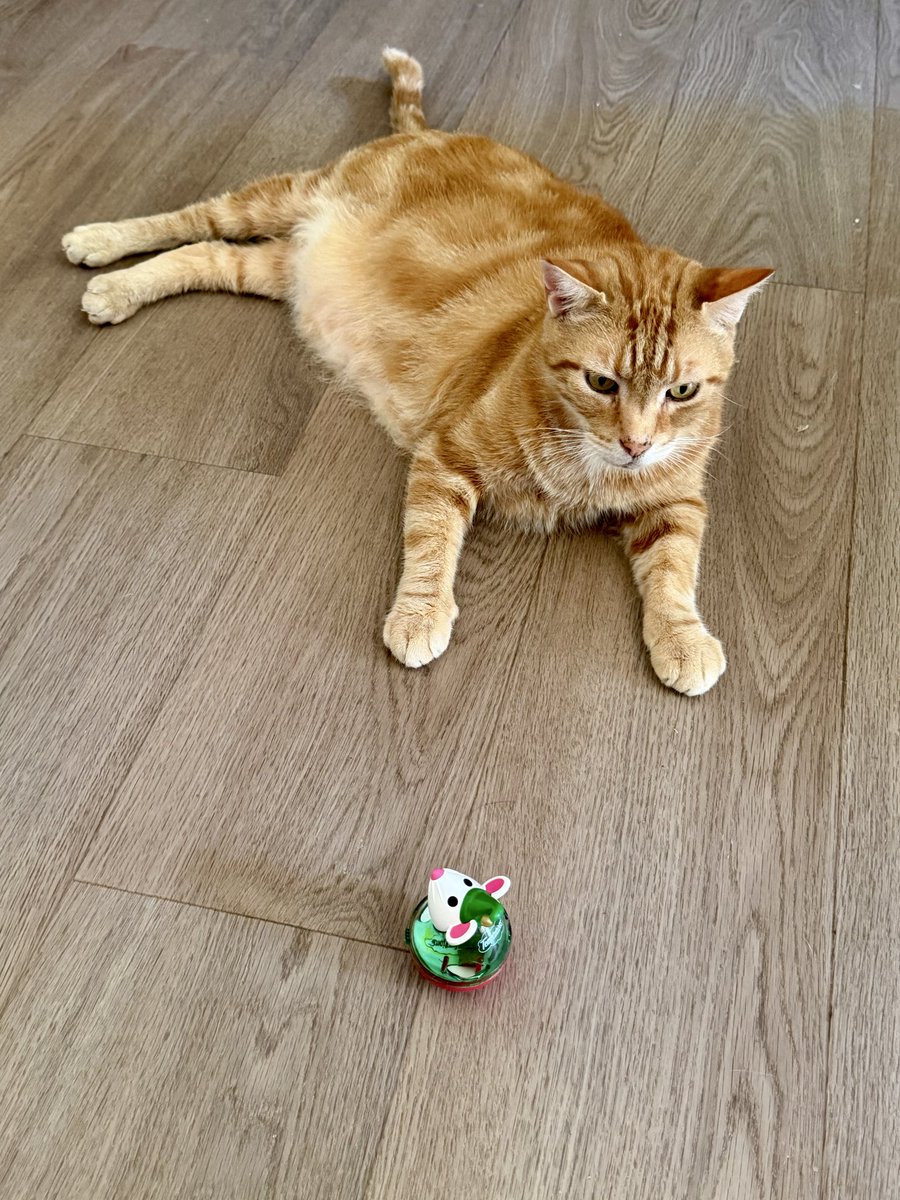 This new game with Christmas treat Mousie is great.

Mamma fills with treats, puts on the floor and kicks it around while I eat the treats!

That’s good for me!