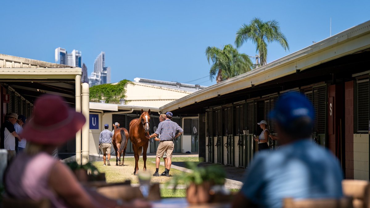 Arrowfield Stud tweet media