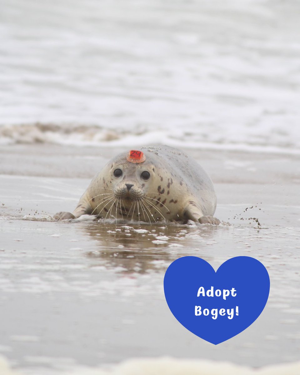 TMMC's tweet image. #NewYear, new hope for #MarineMammals 🦦 🦭 Make the easiest #resolution ever: Start your year w/the cutest pledge to give back. Symbolically adopt a past patient to give future patients a 2nd chance. Shop Adopt-a-Seal® packages &amp;amp; digital certificates 🛍️ bit.ly/3eKaJPg.