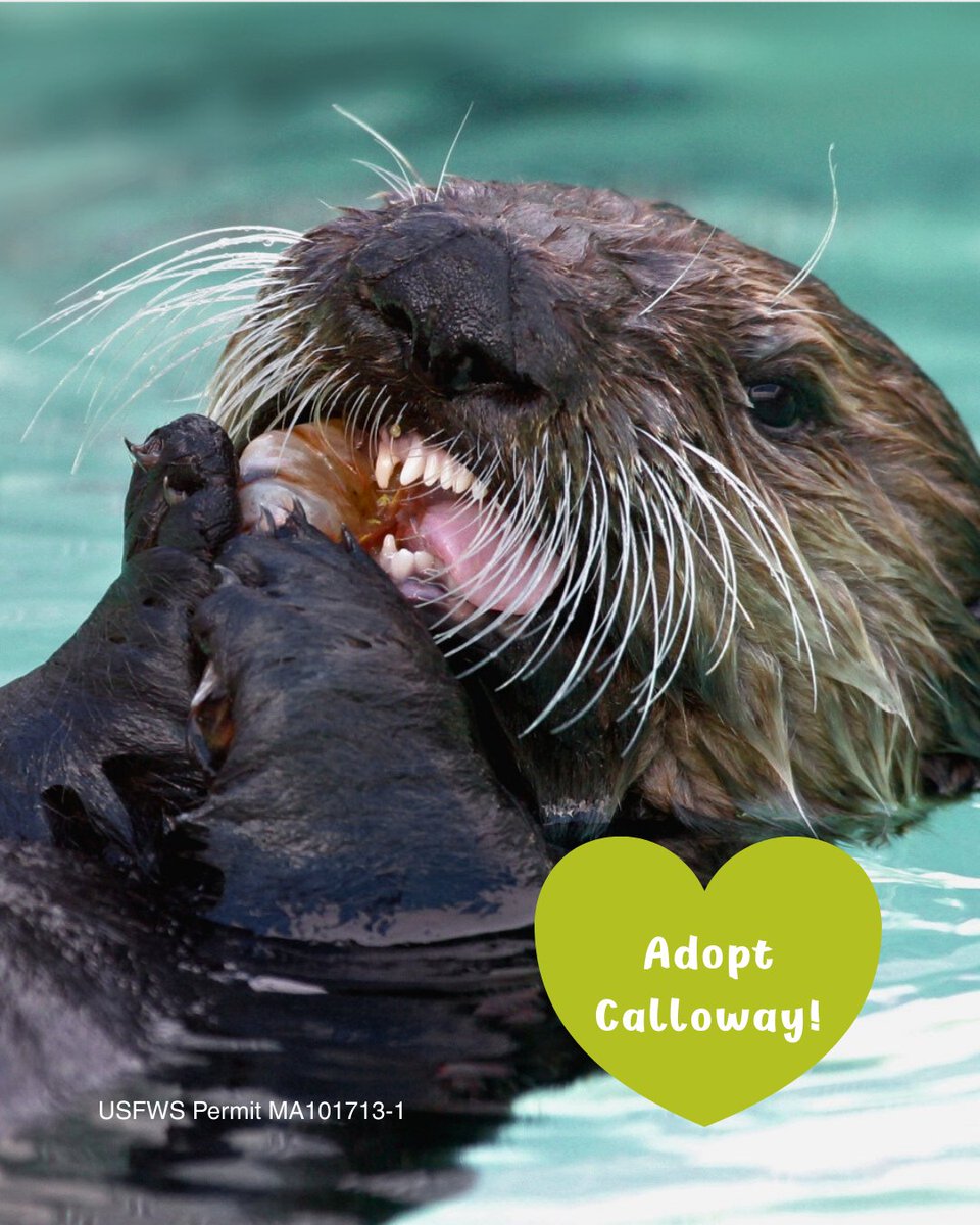 TMMC's tweet image. #NewYear, new hope for #MarineMammals 🦦 🦭 Make the easiest #resolution ever: Start your year w/the cutest pledge to give back. Symbolically adopt a past patient to give future patients a 2nd chance. Shop Adopt-a-Seal® packages &amp;amp; digital certificates 🛍️ bit.ly/3eKaJPg.