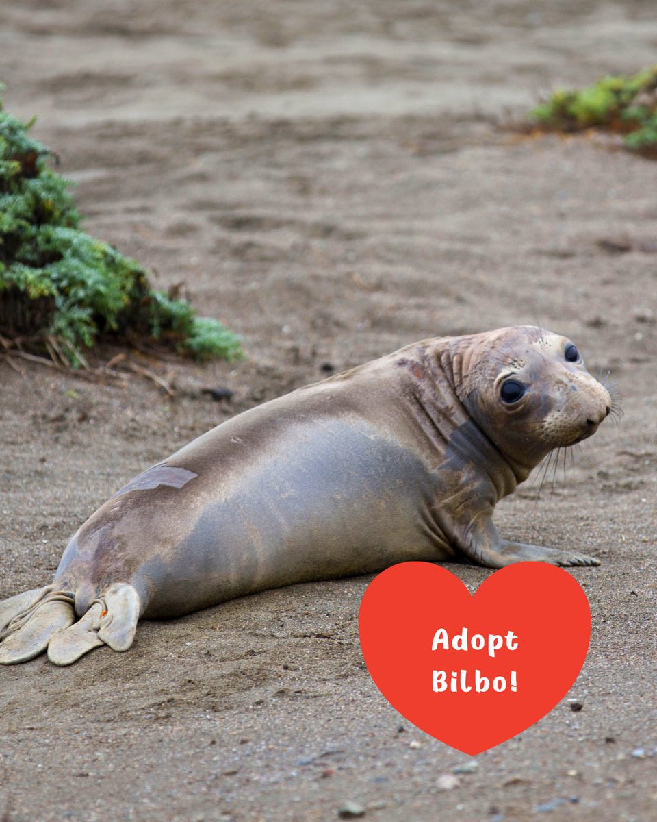 TMMC's tweet image. #NewYear, new hope for #MarineMammals 🦦 🦭 Make the easiest #resolution ever: Start your year w/the cutest pledge to give back. Symbolically adopt a past patient to give future patients a 2nd chance. Shop Adopt-a-Seal® packages &amp;amp; digital certificates 🛍️ bit.ly/3eKaJPg.