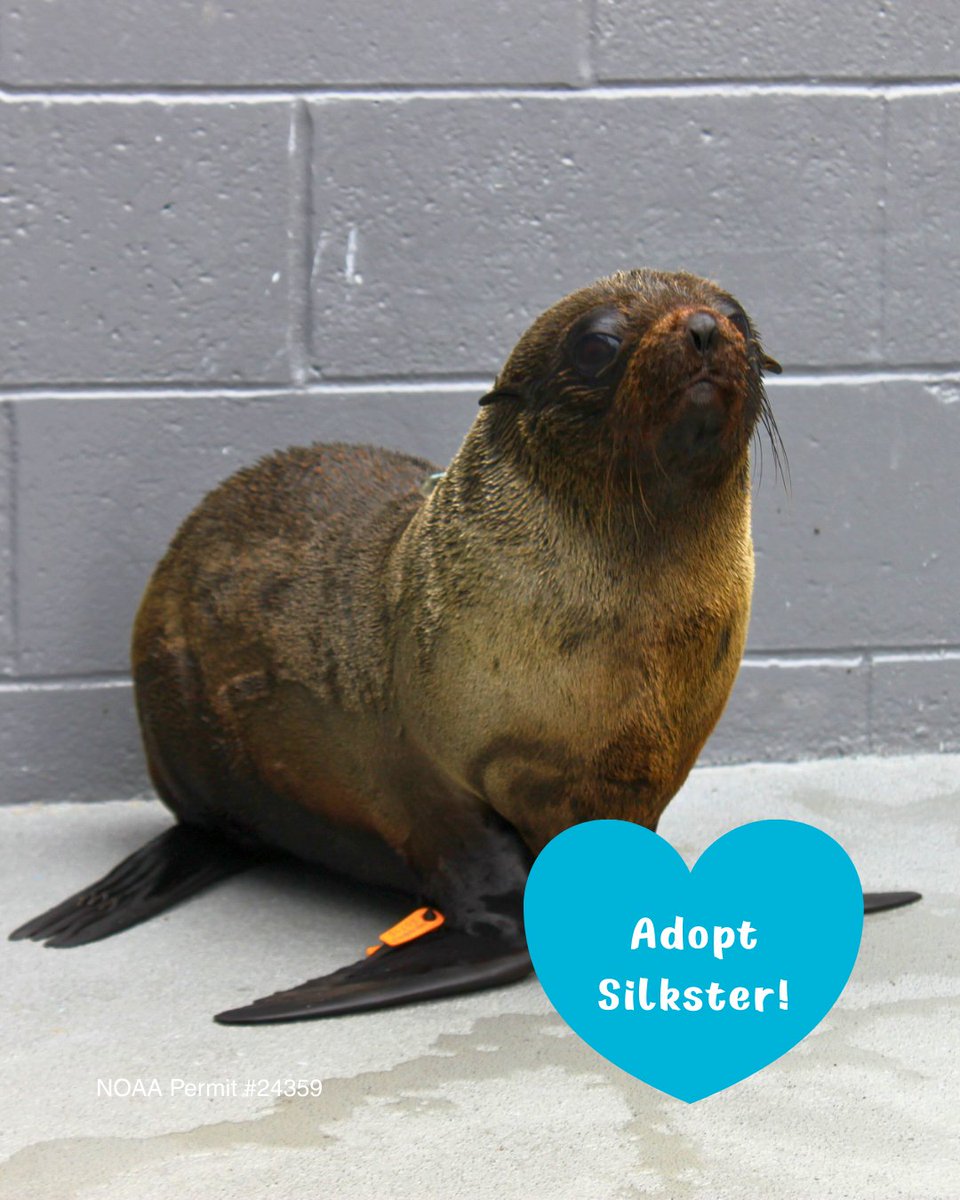 TMMC's tweet image. #NewYear, new hope for #MarineMammals 🦦 🦭 Make the easiest #resolution ever: Start your year w/the cutest pledge to give back. Symbolically adopt a past patient to give future patients a 2nd chance. Shop Adopt-a-Seal® packages &amp;amp; digital certificates 🛍️ bit.ly/3eKaJPg.