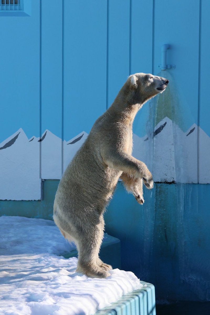 sin5650 @chie93730682 おはようございます🐻‍❄️✨ #マルル #釧路市