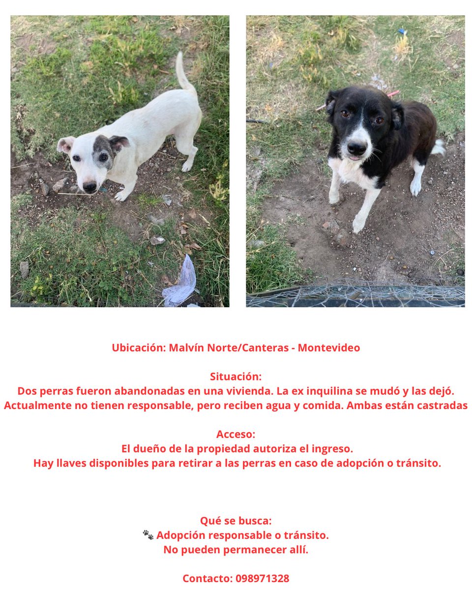 porfi difundan si no le encontramos un hogar las van a tirar a la calle