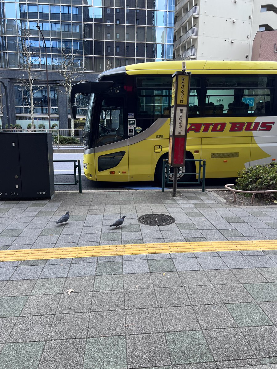 Post by かかぽちゃん🇺🇦((꜆꜄•௰•)꜆꜄꜆»ｼｭｯｼｭｯ on X: 鳩鳩バス