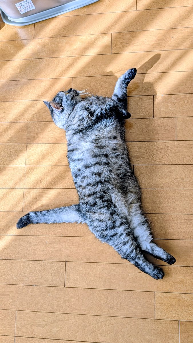 ねこさん⚡(ΦωΦ) (@catnap707) / Posts / X