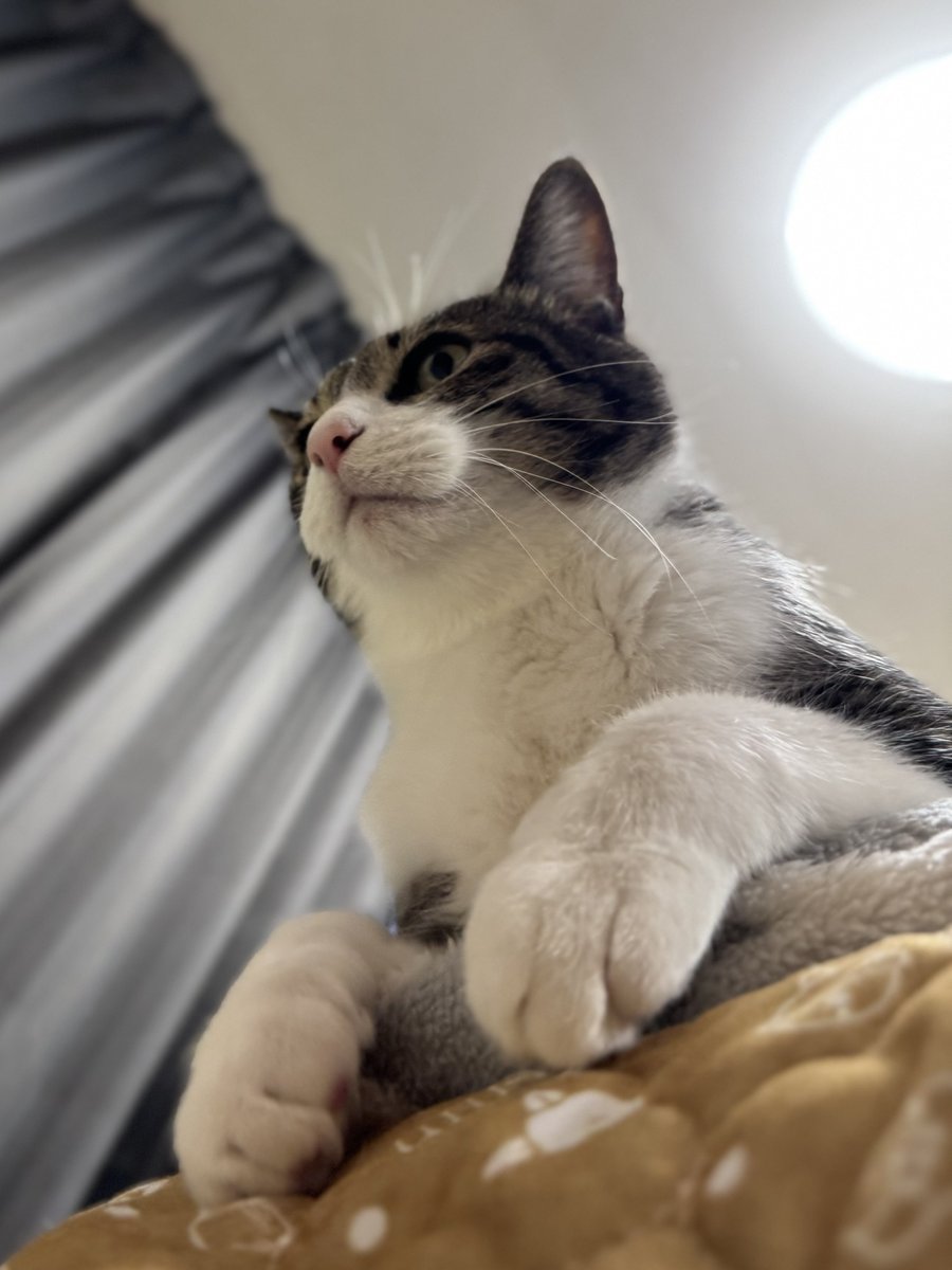 ぎんのねこ (@ginnonekoch) / Posts / X